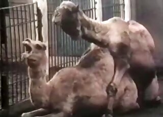 Doggystyle fuck movie featuring real camels