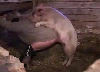 Nasty pig fucking a large-assed human being