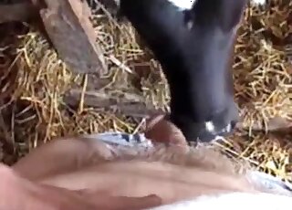 Stiff penis featured in a scene with a horny cow