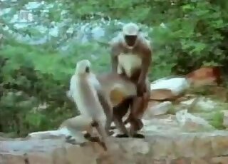 Outdoors fuck movie with sexy apes that fuck