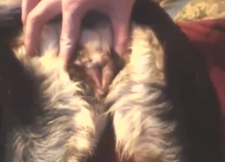 Dude possessed fucking that animal's hole