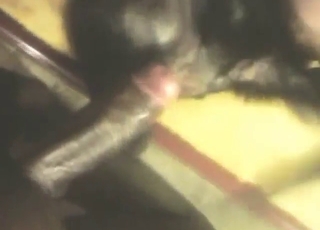 Big pussy of a sexy dog used by a human dick