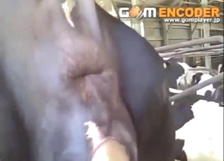 Bestiality porn with cow pussy fisting, so hot