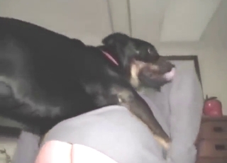 Animal is going to fuck that asshole from behind