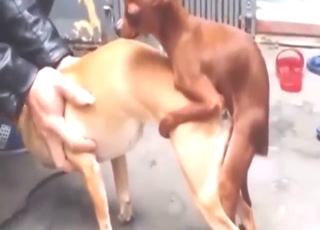 Hot bestiality sex with animals that get off