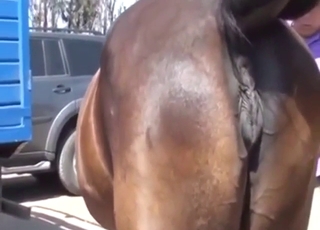 Mare shows off its vagina and asshole for the cam