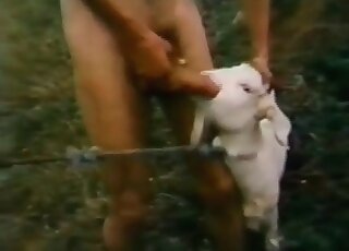 Fucking Goat Pussy