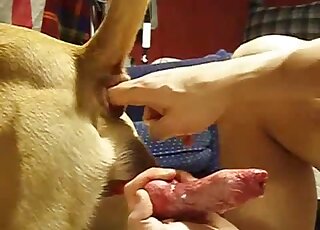Dog's ass fingered, its cock jerked