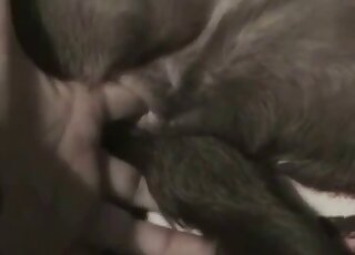 Doggy with colorful spots screwed her wet tight cunt